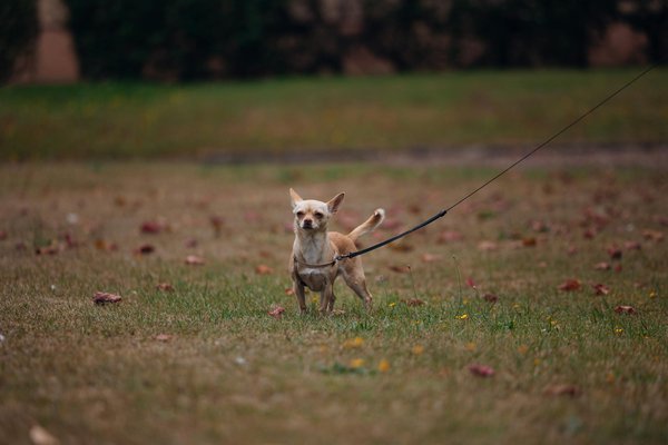 What Are the Iconic Fashion Pieces Every UK Woman Should Own?